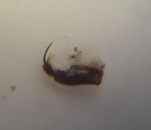 Geotomus ciliatitylus